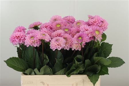 Dahlia Pp Wizz Of Oz Pale Pink – čerstvý rezaný kvet, dĺžka: 60 cm, pôvod: NL