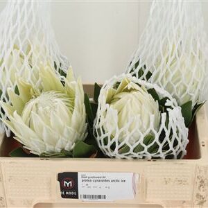 Protea Cynaroides Artic Ice rezaný kvet