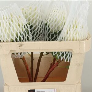 Protea Cynaroides Artic Ice rezaný kvet