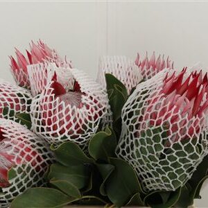 Protea Cynaroides Clare rezaný kvet