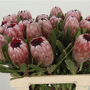 Protea Pink Lady - exotický rezaný kvet s dĺžkou 50 cm