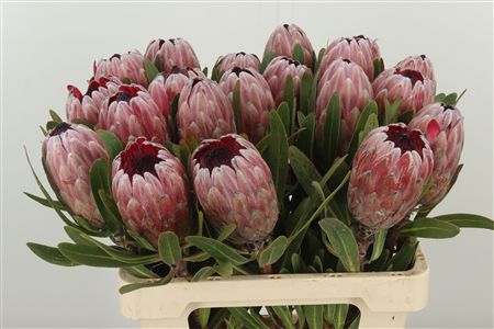 Protea Pink Lady - exotický rezaný kvet s dĺžkou 50 cm