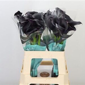 Kala Zantedeschia Odessa