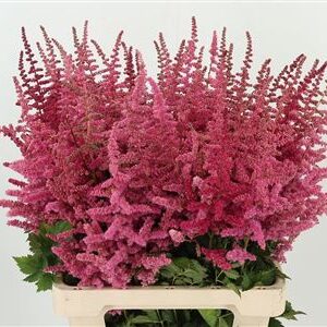 Astilbe Loud N Proud – čerstvý rezaný kvet, dĺžka: 70 cm, pôvod: NL