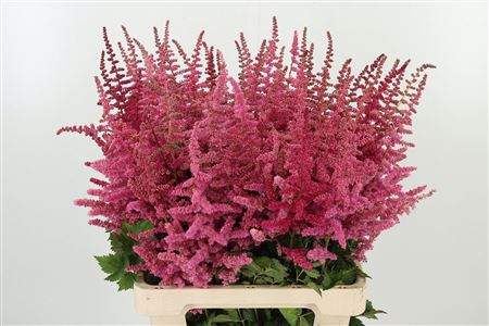 Astilbe Loud N Proud – čerstvý rezaný kvet, dĺžka: 70 cm, pôvod: NL
