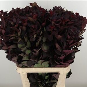 Cotinus Royal Purple – čerstvý rezaný kvet, dĺžka: 100 cm, pôvod: NL