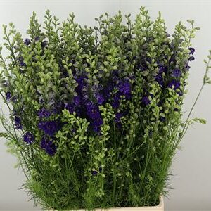 Tmavomodrý Delphinium Atlantis s výškou 70 cm