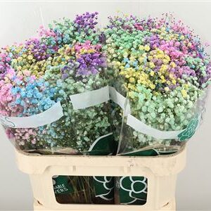 Gypsophila Dyed Xlence Yellow rezaný kvet