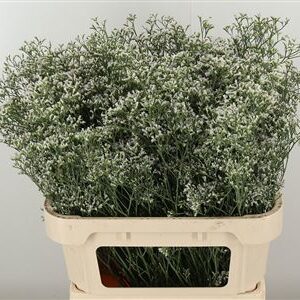 Limonium White Neto