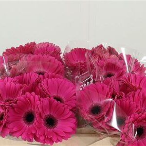 Gerbera 'Rich' 45 cm