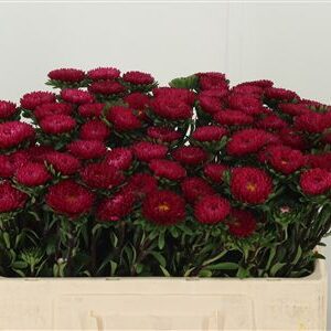 Callis Red – čerstvý rezaný kvet, dĺžka: 50 cm, pôvod: DE