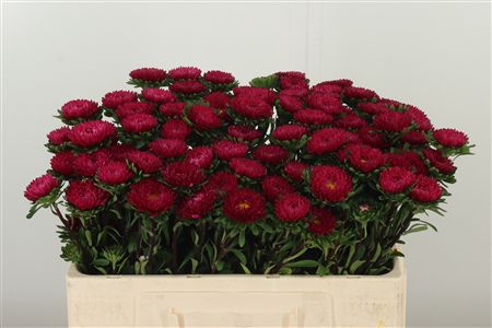 Callis Red – čerstvý rezaný kvet, dĺžka: 50 cm, pôvod: DE