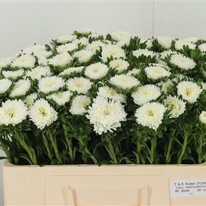Astra Callis Cerise 45 cm