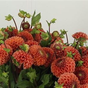 Dahlia Pp Bronze Cornel – čerstvý rezaný kvet s bronzovou farbou, dĺžka 50 cm