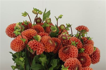 Dahlia Pp Bronze Cornel – čerstvý rezaný kvet, dĺžka: 50 cm, pôvod: NL