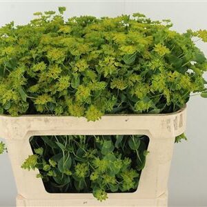 Bupleurum Griffithii 60 cm