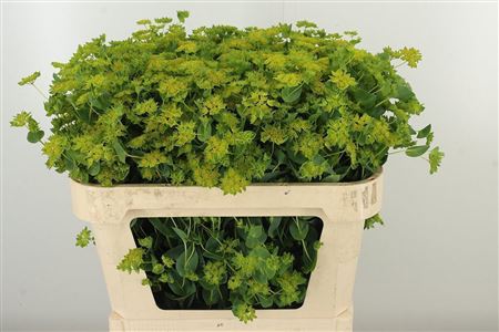 Bupleurum Griffithii 60 cm