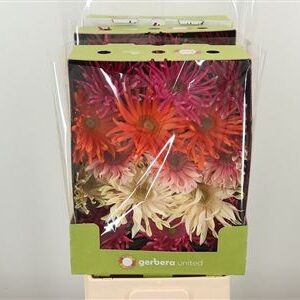 Gerbera Pasta Foxy