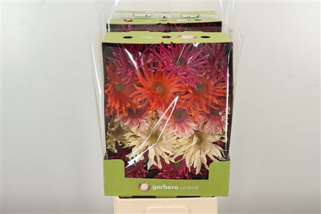 Gerbera Pasta Foxy