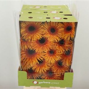 Gerbera Spider Mix