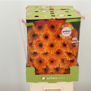 Ge Mi @ Tweety – čerstvý rezaný kvet, dĺžka: 50 cm, pôvod: NL