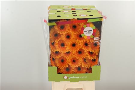 Ge Mi @ Tweety – čerstvý rezaný kvet, dĺžka: 50 cm, pôvod: NL