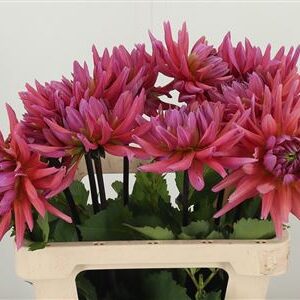 Dahlia Madeleine – čerstvý rezaný kvet, dĺžka: 60 cm, pôvod: NL