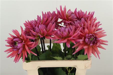 Dahlia Madeleine – čerstvý rezaný kvet, dĺžka: 60 cm, pôvod: NL