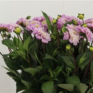 Pivonka záhradná Genova Licht Lila – čerstvý rezaný kvet, dĺžka: 45 cm, pôvod: NL