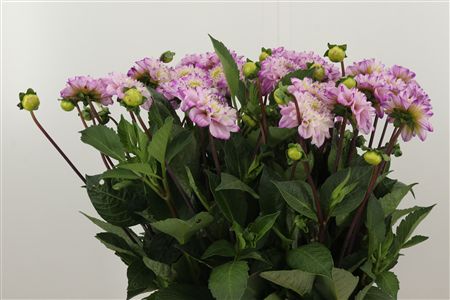 Pivonka záhradná Genova Licht Lila – čerstvý rezaný kvet, dĺžka: 45 cm, pôvod: NL
