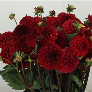 Dahlia Pp Red Cap – čerstvý rezaný kvet, dĺžka: 50 cm, pôvod: NL