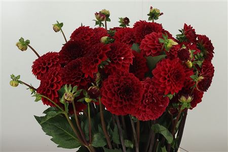 Dahlia Pp Red Fox – čerstvá červená georgína, dĺžka 50 cm