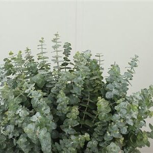 Eukalyptus Baby Blue s modrozelenými listami