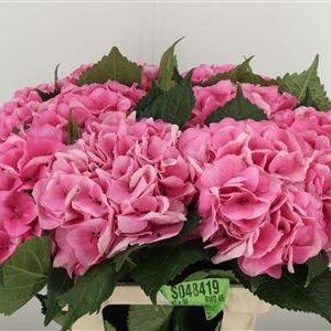 Hydr M Royal Love – čerstvý rezaný kvet, dĺžka: 65 cm, pôvod: NL