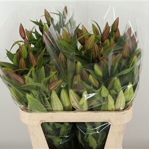 Li Or Ponzone – čerstvý rezaný kvet, dĺžka: 90 cm, pôvod: NL