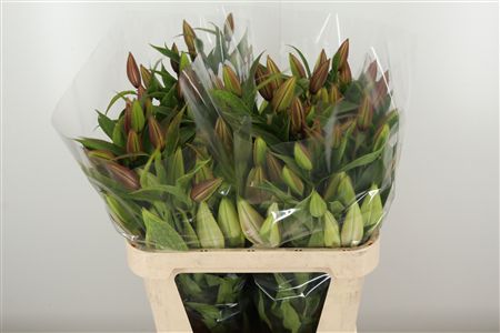 Li Or Ponzone – čerstvý rezaný kvet, dĺžka: 90 cm, pôvod: NL