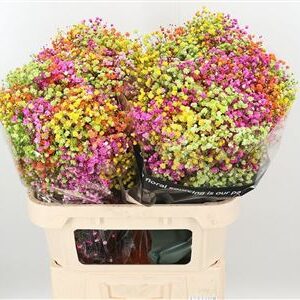 Gypsophila Pa Xlence 60 cm