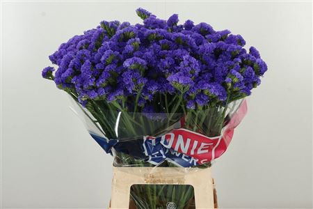 Tmavomodré kvety Limonium Crystal Dark Blue
