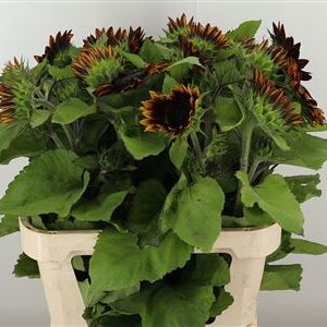 Slnečnica Helianthus Shock O Lat – čerstvý rezaný kvet, dĺžka: 80 cm, pôvod: NL