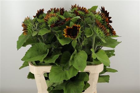Slnečnica Helianthus Shock O Lat – čerstvý rezaný kvet, dĺžka: 80 cm, pôvod: NL