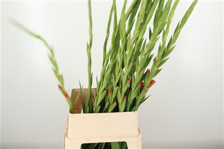 Gladiool Teds Frizzle – čerstvý rezaný kvet, dĺžka: 110 cm, pôvod: NL
