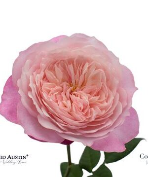 R Gr Austin Constance – čerstvý rezaný kvet, dĺžka: 50 cm, pôvod: CO