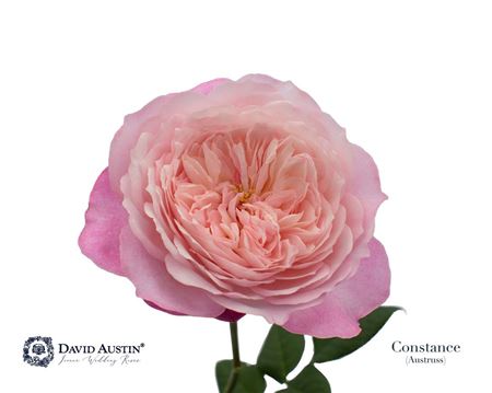 R Gr Austin Constance – čerstvý rezaný kvet, dĺžka: 50 cm, pôvod: CO