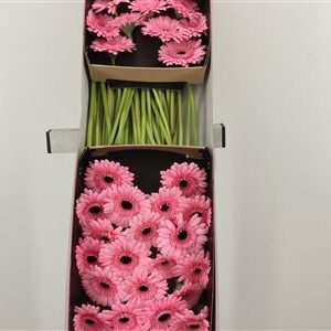 Gerbera Ge Mi Everton – čerstvý rezaný kvet, dĺžka: 45 cm, pôvod: NL