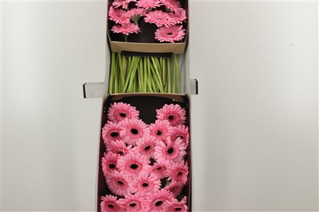 Gerbera Ge Mi Everton – čerstvý rezaný kvet, dĺžka: 45 cm, pôvod: NL