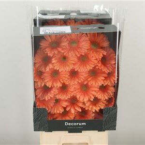 Gerbera Ge Mi @ Cava 50 cm