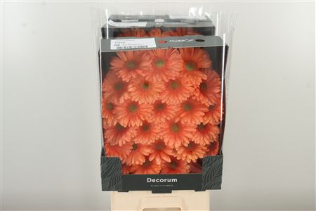 Gerbera Ge Mi @ Cava 50 cm