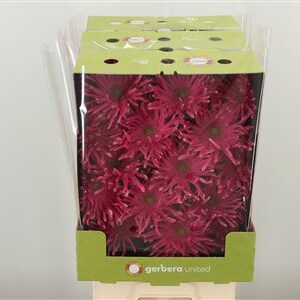 Gerbera Pasta Rebel Typhoon s plným kvetom a zvlnenými lupeňmi