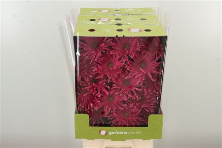 Gerbera Pasta Rebel Typhoon s plným kvetom a zvlnenými lupeňmi