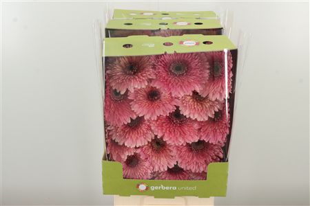 Gerbera Pompon Mayball – čerstvý rezaný kvet, dĺžka: 50 cm